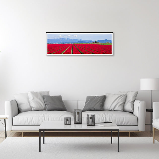 Field of Red Tulips - Panoramic Crop